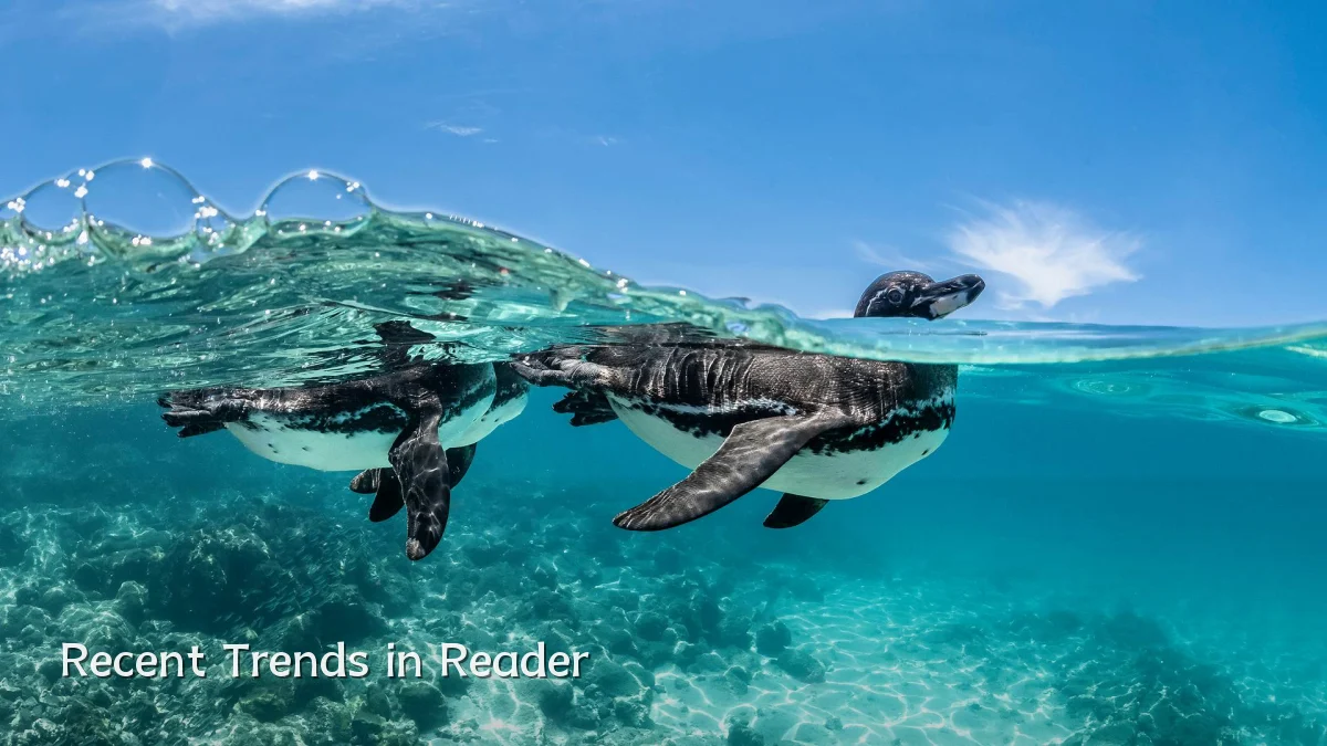 Recent Trends in Reader