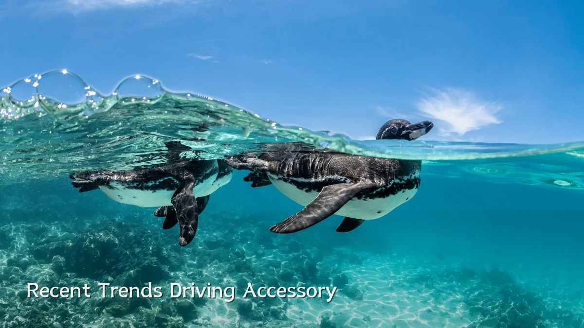 Recent Trends Driving Accessory